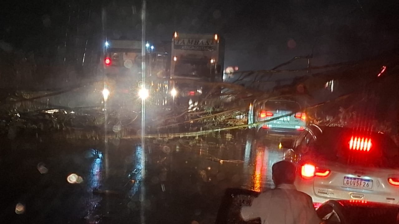 Árvore cai sobre carro e interdita BR-356 nos dois sentidos