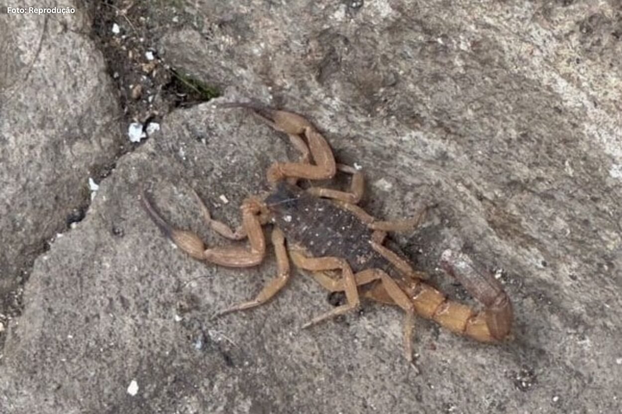 Aparecimento de escorpiões preocupa moradores de Lafaiete