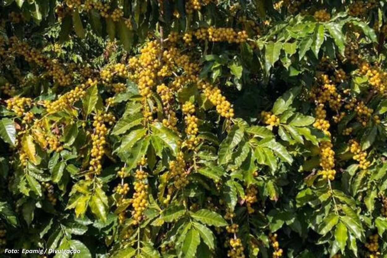 Epamig lança nova cultivar de arábica 'Amarelão' durante SIC