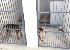 Novas baias ampliam acolhimento de animais no CATA em Ouro Preto