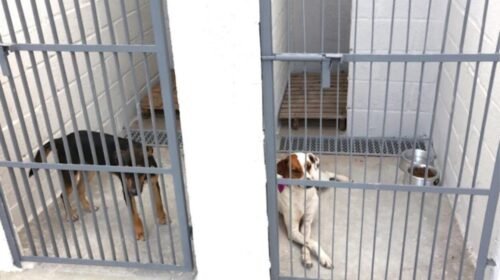 Novas baias ampliam acolhimento de animais no CATA em Ouro Preto