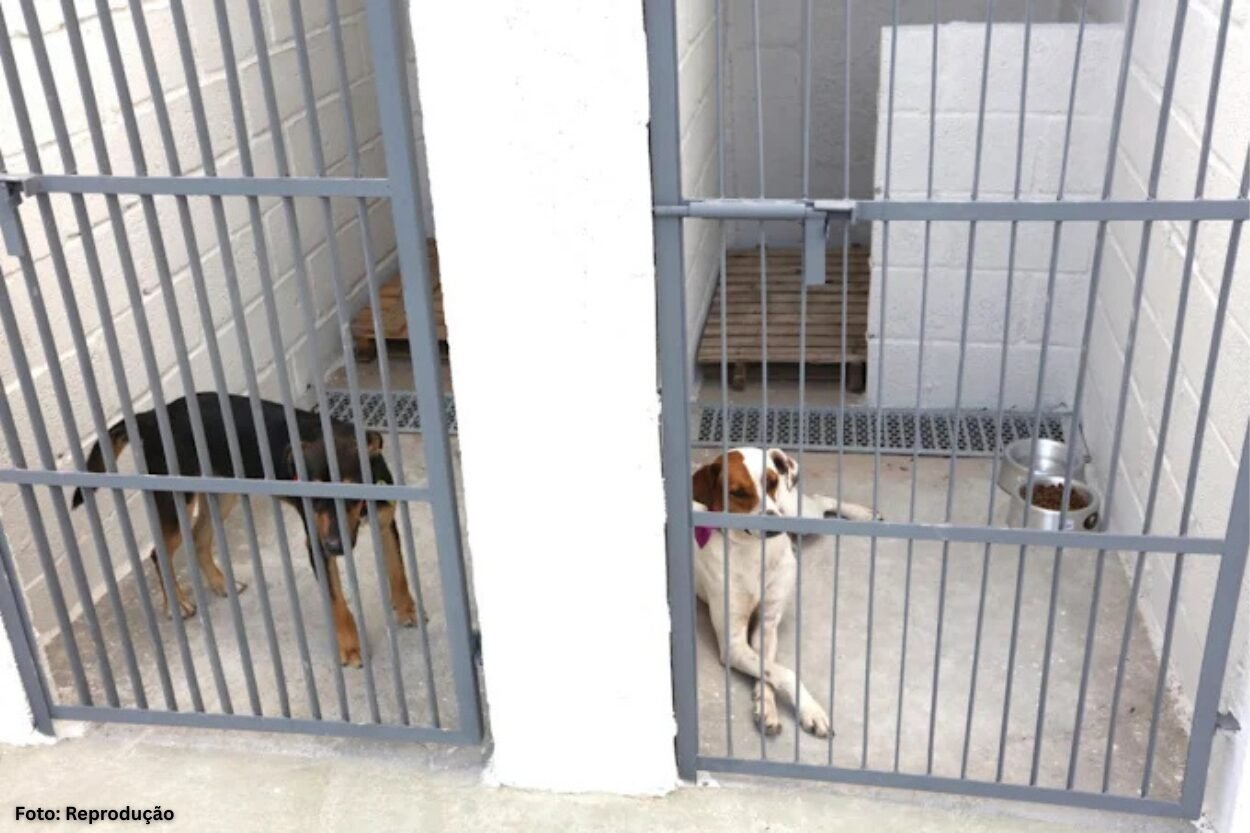 Novas baias ampliam acolhimento de animais no CATA em Ouro Preto