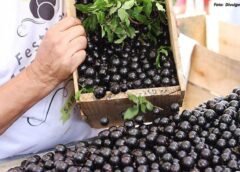 Festival da Jabuticaba chega à 39ª edição com programação cheia