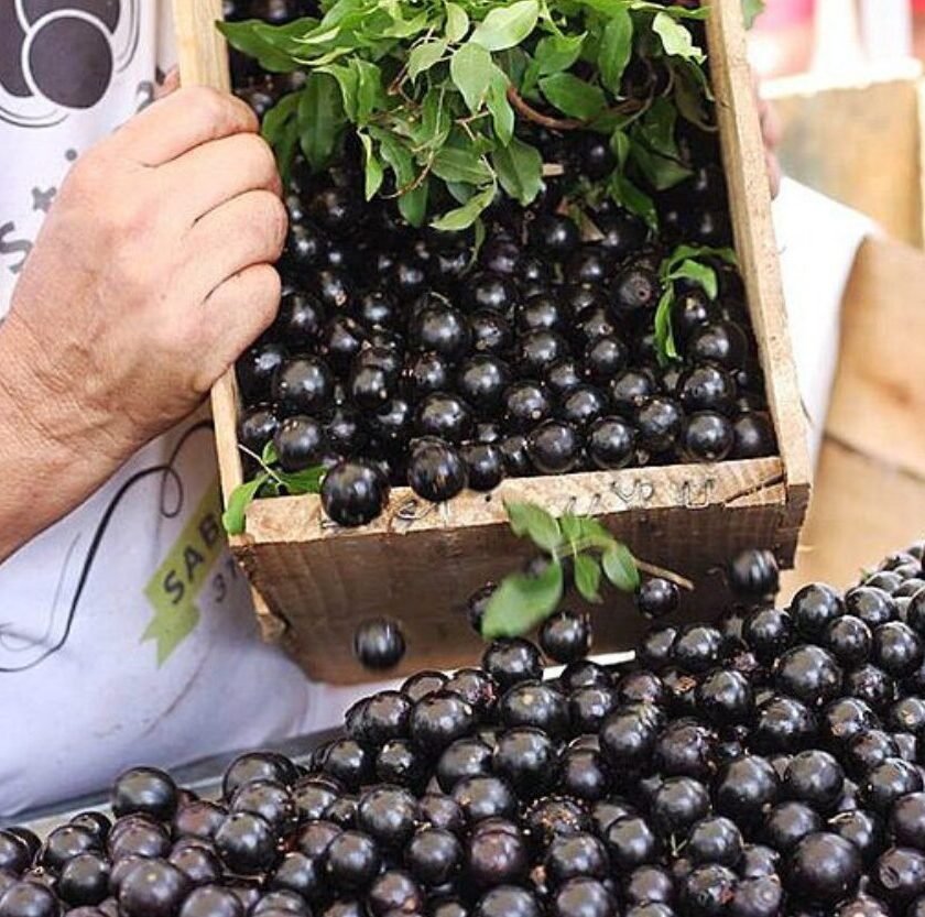 Festival da Jabuticaba chega à 39ª edição com programação cheia