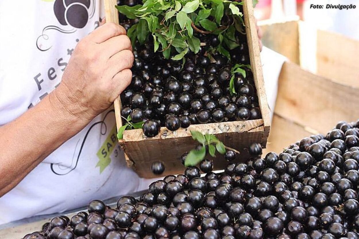 Festival da Jabuticaba chega à 39ª edição com programação cheia