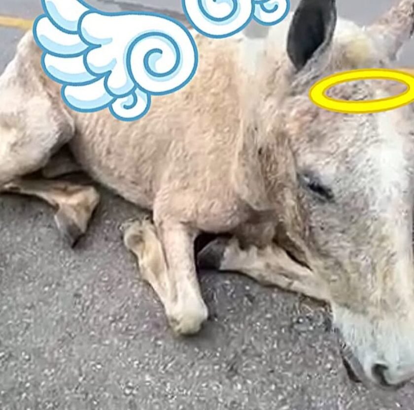 Morte de égua vítima de maus-tratos gera comoção em Ouro Preto