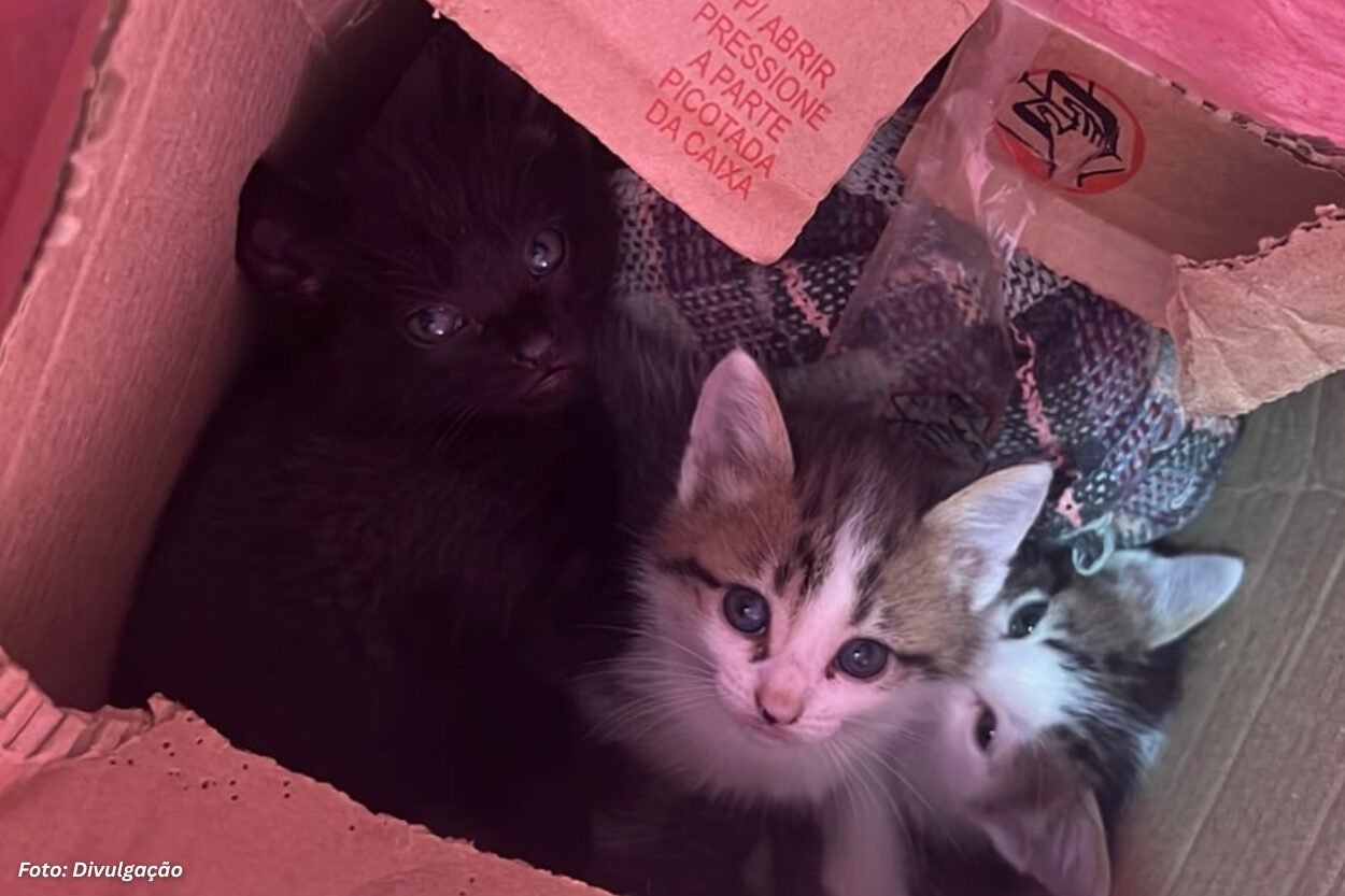 Filhotes de gato são encontrados abandonados no Alto da Cruz