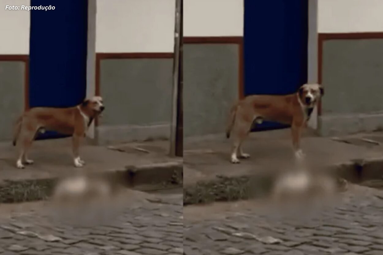 Cadela é encontrada morta após agressão no bairro Barra