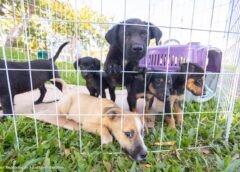 Feira de adoção promove novos lares em Itabirito nesta sexta (27)