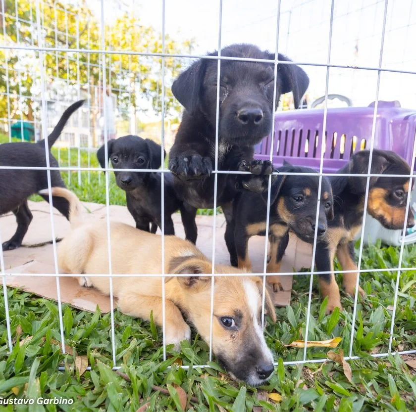 Feira de adoção promove novos lares em Itabirito nesta sexta (27)