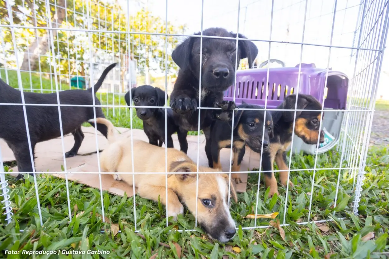 Feira de adoção promove novos lares em Itabirito nesta sexta (27)