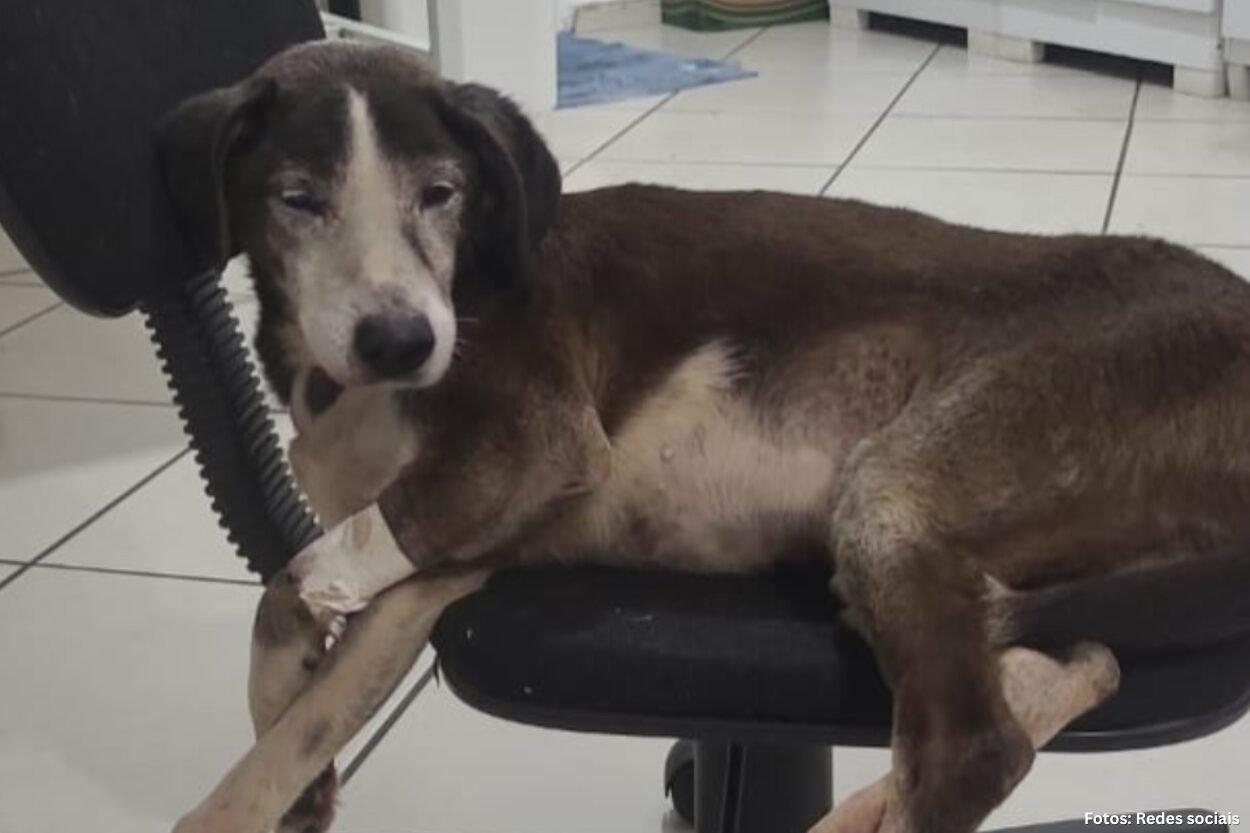 ONG pede lar temporário ou adoção para cão idoso após alta