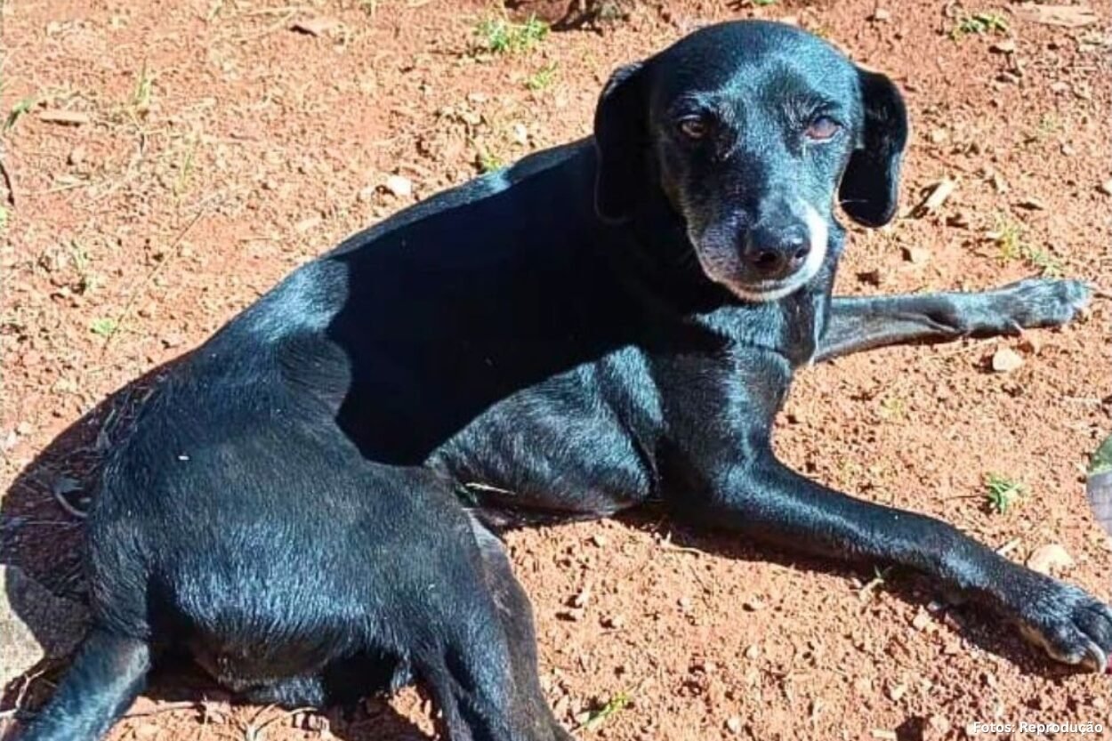 Cadela idosa desaparece no bairro Portões, em Itabirito