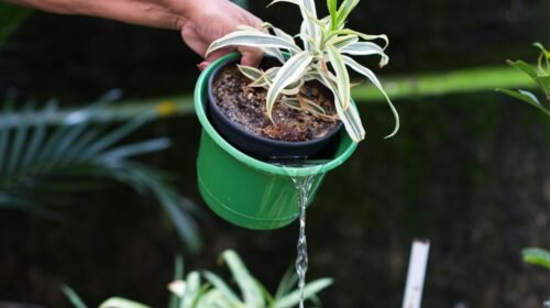 Minas registra queda de 92% nos casos de dengue e reforça prevenção para 2026