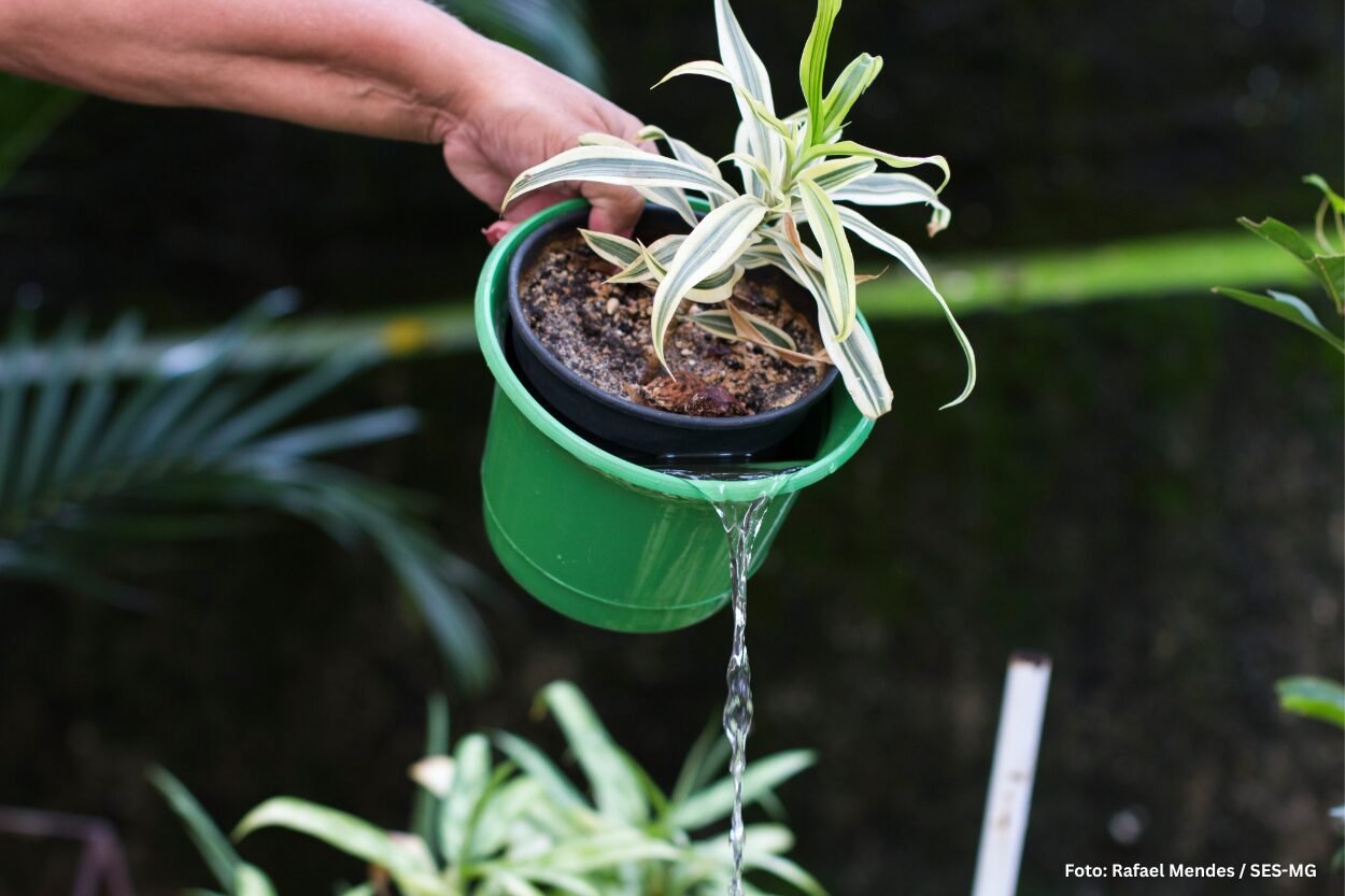 Minas registra queda de 92% nos casos de dengue e reforça prevenção para 2026