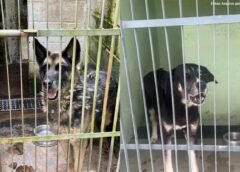 Denúncias apontam precariedade no canil municipal de Mariana