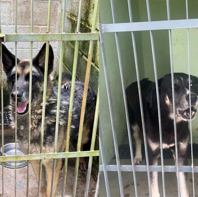 Denúncias apontam precariedade no canil municipal de Mariana