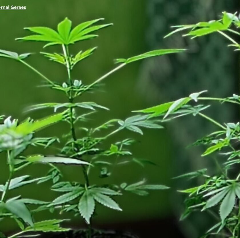 Denúncia aponta suposto cultivo de maconha em moradia da UFOP