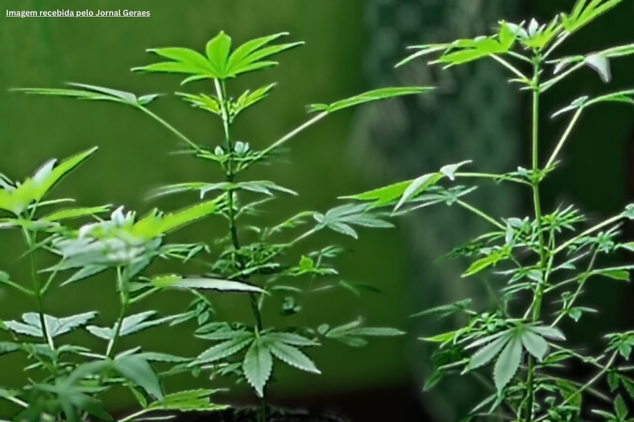 Denúncia aponta suposto cultivo de maconha em moradia da UFOP