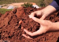 Projeto em Itabirito transforma resíduos da mineração em solução para recuperação ambiental