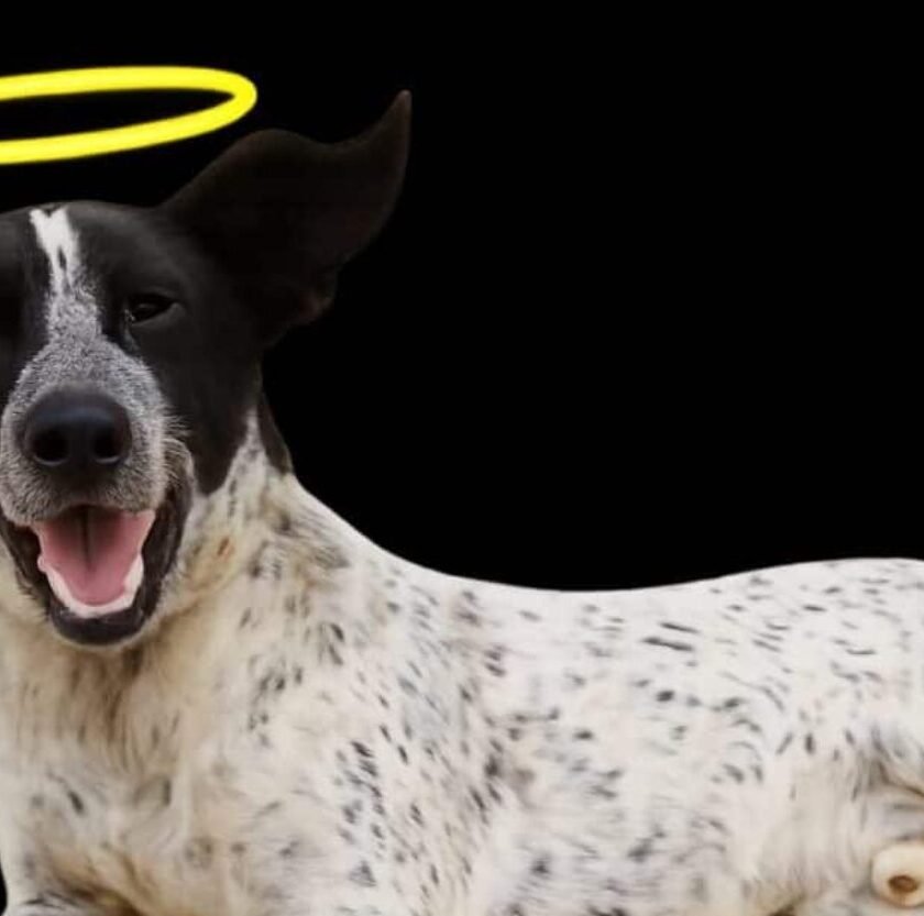 Justiça condena homem por morte de cão comunitário em Ouro Branco