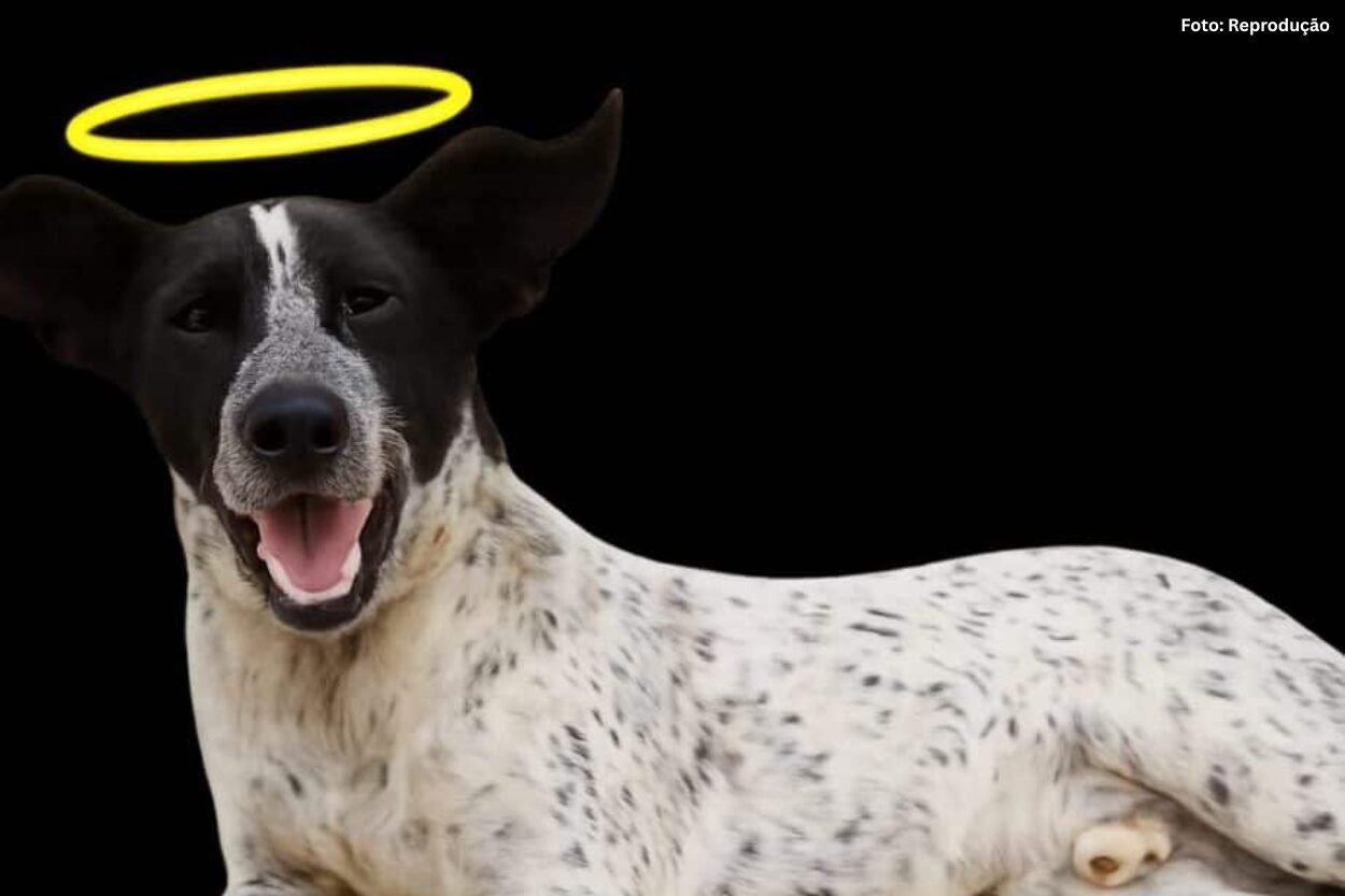 Justiça condena homem por morte de cão comunitário em Ouro Branco