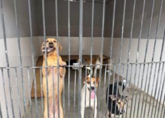 Presidente da Comissão de Defesa dos Animais defende prisão e punição rigorosa para abandono em Mariana durante entrega do CAA