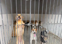 Presidente da Comissão de Defesa dos Animais defende prisão e punição rigorosa para abandono em Mariana durante entrega do CAA