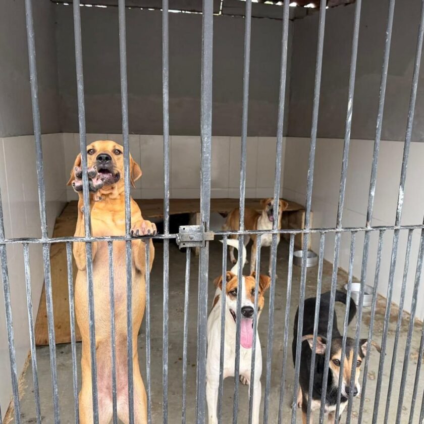 Presidente da Comissão de Defesa dos Animais defende prisão e punição rigorosa para abandono em Mariana durante entrega do CAA