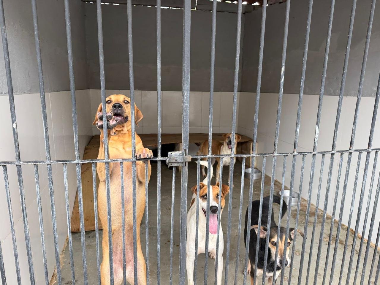 Mariana é referência em política pública de proteção animal