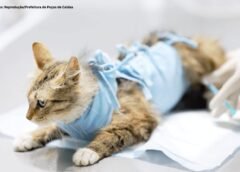 Ouro Preto retoma Mutirão de Castração e abre inscrições na Bauxita