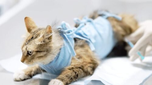 Ouro Preto retoma Mutirão de Castração e abre inscrições na Bauxita