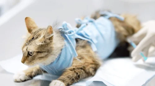 Ouro Preto retoma Mutirão de Castração e abre inscrições na Bauxita