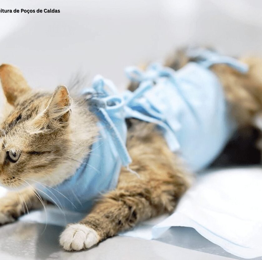 Ouro Preto retoma Mutirão de Castração e abre inscrições na Bauxita