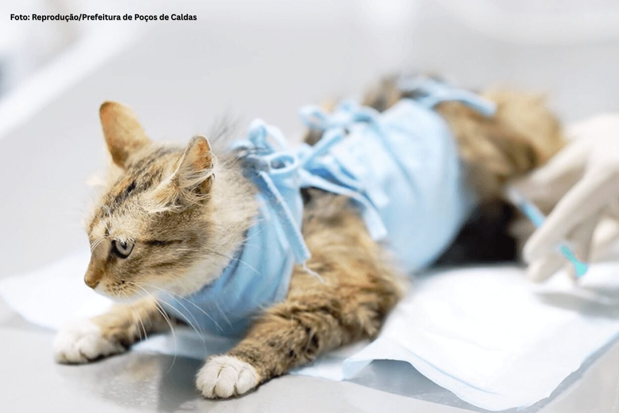 Ouro Preto retoma Mutirão de Castração e abre inscrições na Bauxita