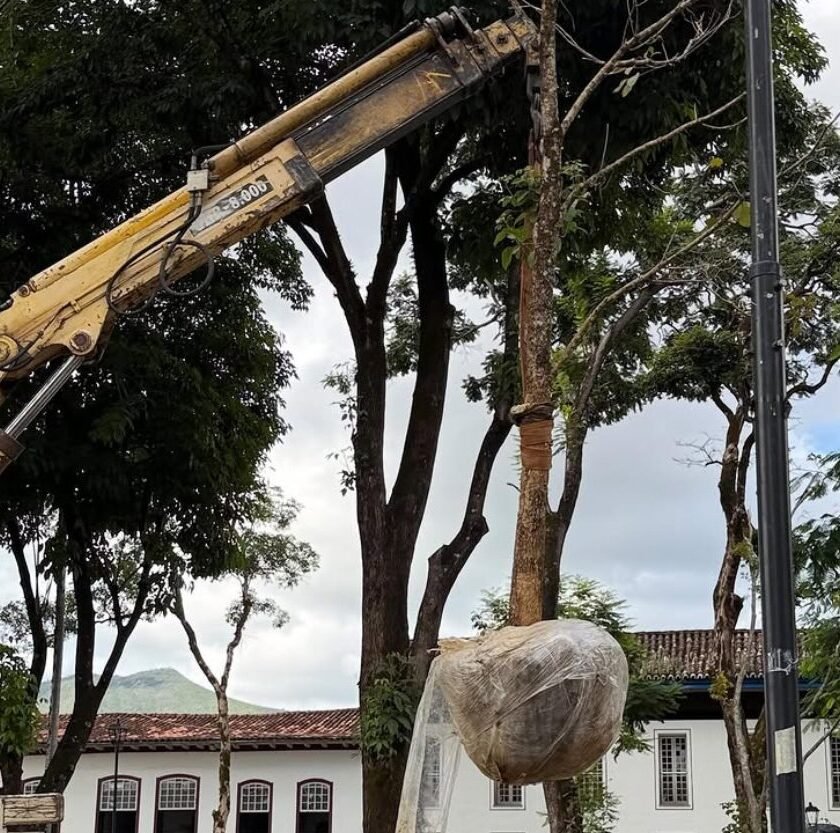 Jardim de Mariana recebe plantio de dois novos ipês