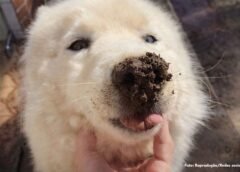 Cachorra tem rabo mutilado em Santa Rita de Ouro Preto; caso gera revolta 