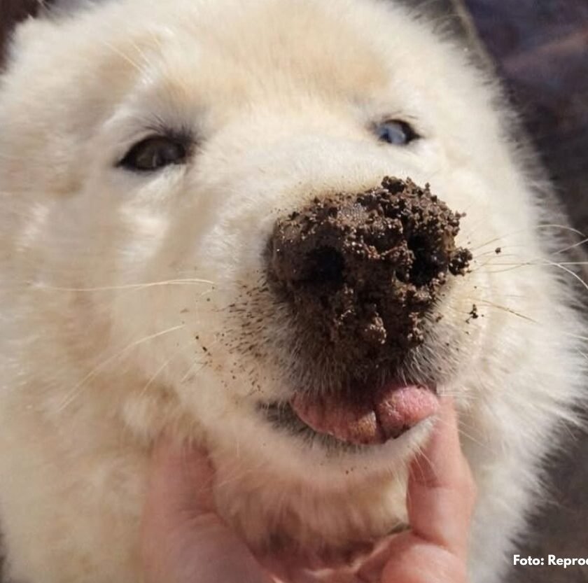 Cachorra tem rabo mutilado em Santa Rita de Ouro Preto; caso gera revolta 