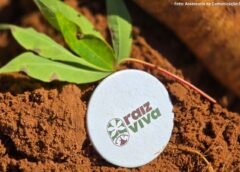 Mandioca ganha espaço estratégico na mineração em MG