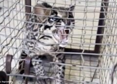 Jaguatirica é capturada em galinheiro em Ouro Branco