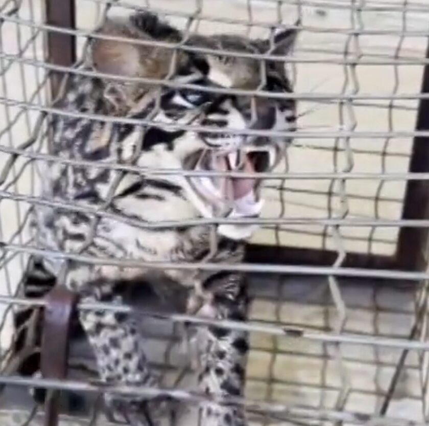 Jaguatirica é capturada em galinheiro em Ouro Branco