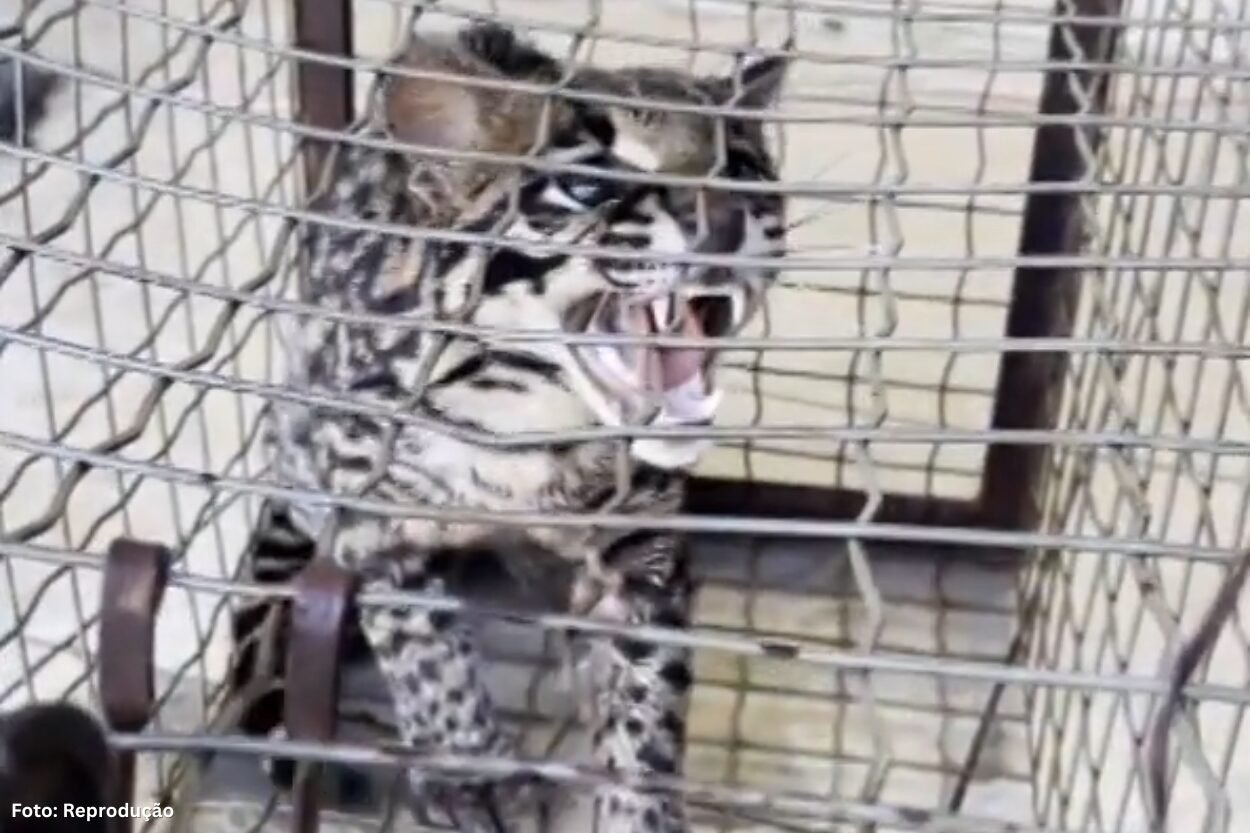 Jaguatirica é capturada em galinheiro em Ouro Branco