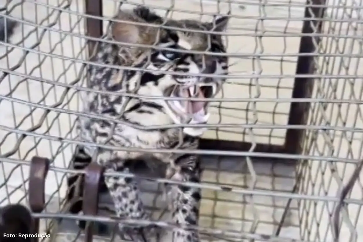 Jaguatirica é capturada em galinheiro em Ouro Branco