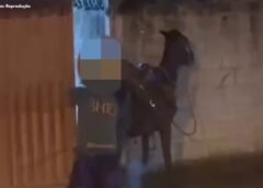 Homem é preso por maus-tratos a animal em Monsenhor Horta, distrito de Mariana