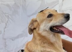 Polícia prende suspeito de matar cachorro a pauladas em Mariana