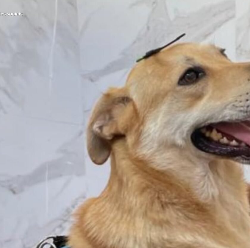 Polícia prende suspeito de matar cachorro a pauladas em Mariana