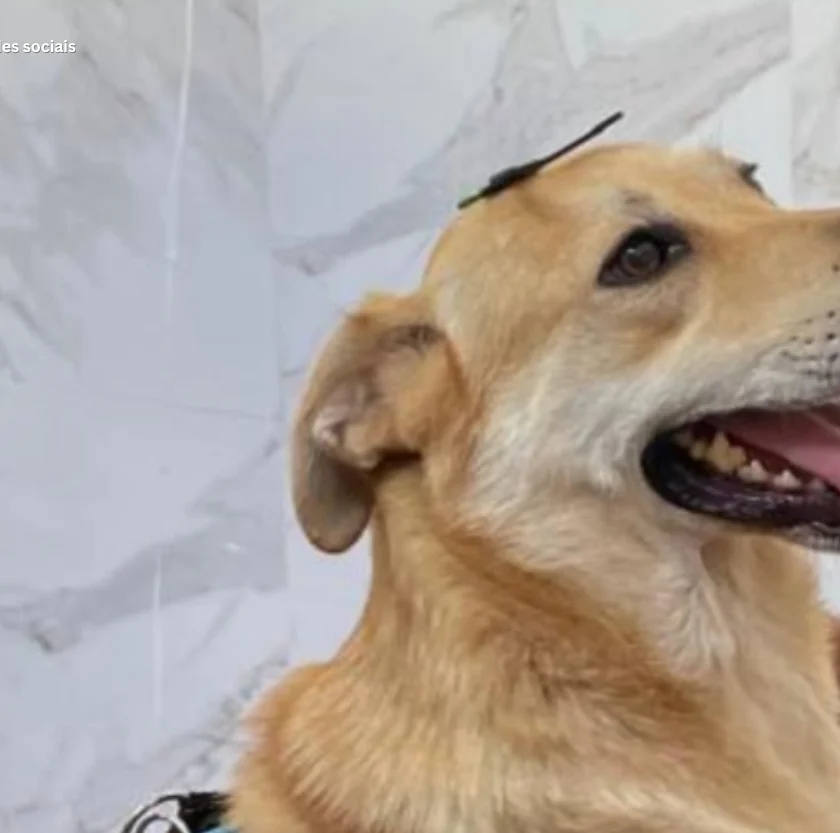 Polícia prende suspeito de matar cachorro a pauladas em Mariana