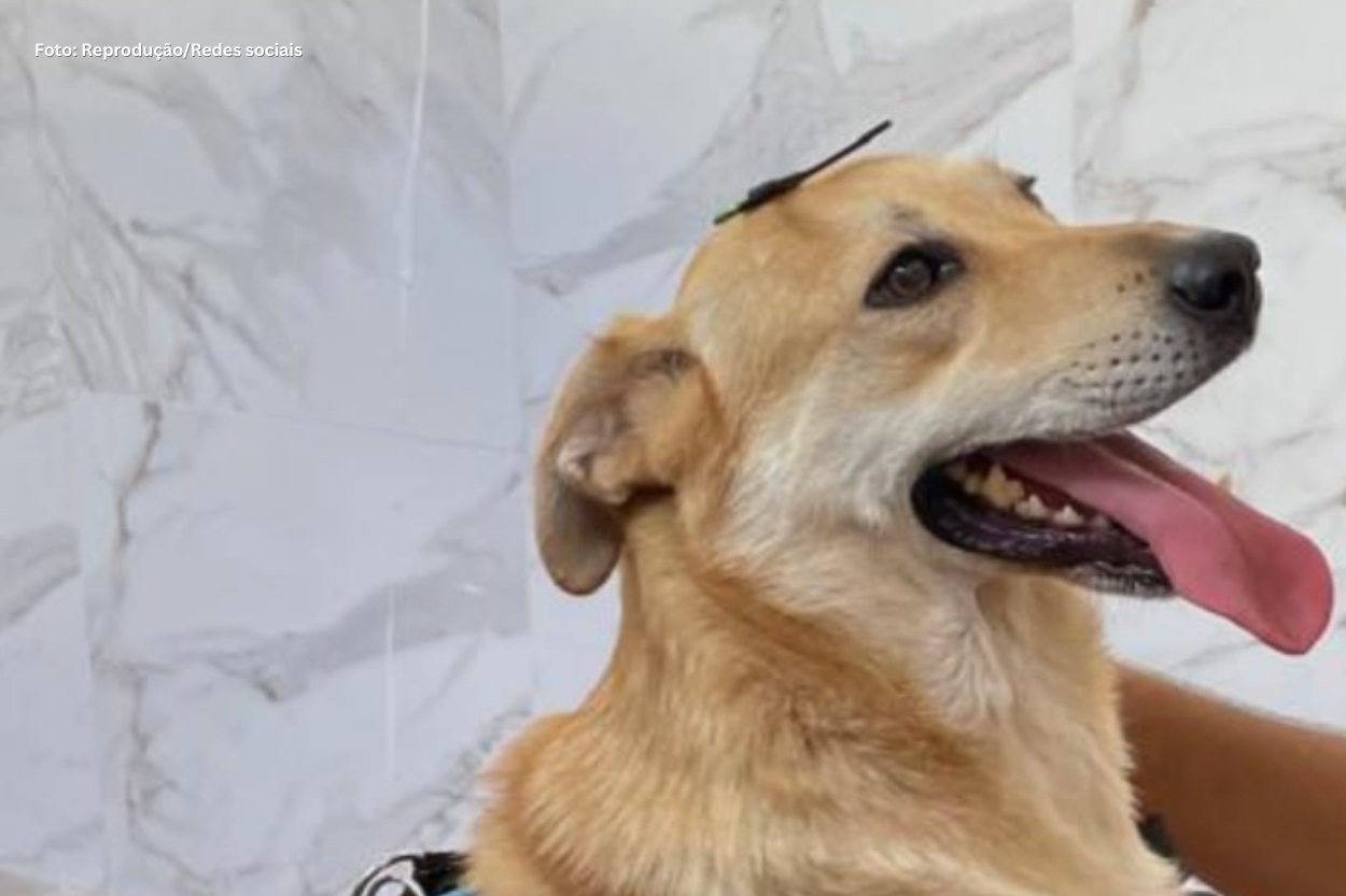 Polícia prende suspeito de matar cachorro a pauladas em Mariana