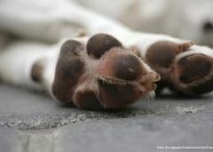 Prefeitura de Congonhas divulga nota sobre suspeita de envenenamento de animais