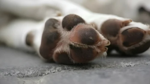 Prefeitura de Congonhas divulga nota sobre suspeita de envenenamento de animais